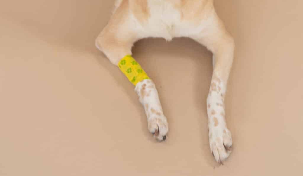use gauze to apply pressure to pet wound to stop bleeding