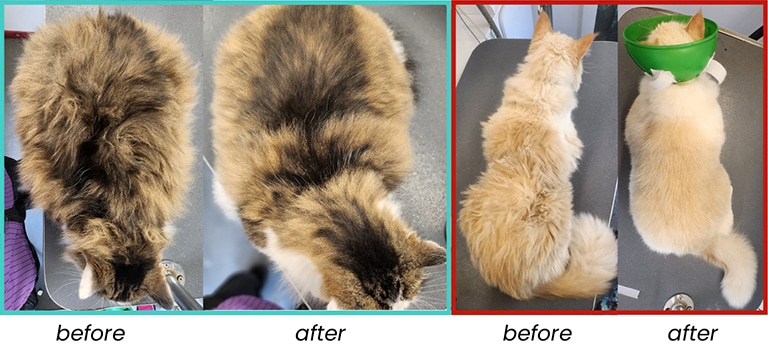before and after cat grooming, cat groomers near me