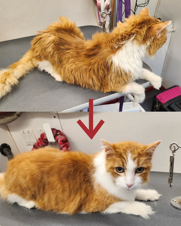 cat grooming process, cat grooming transformation, why do cats need to be groomed, how do cats get groomed
