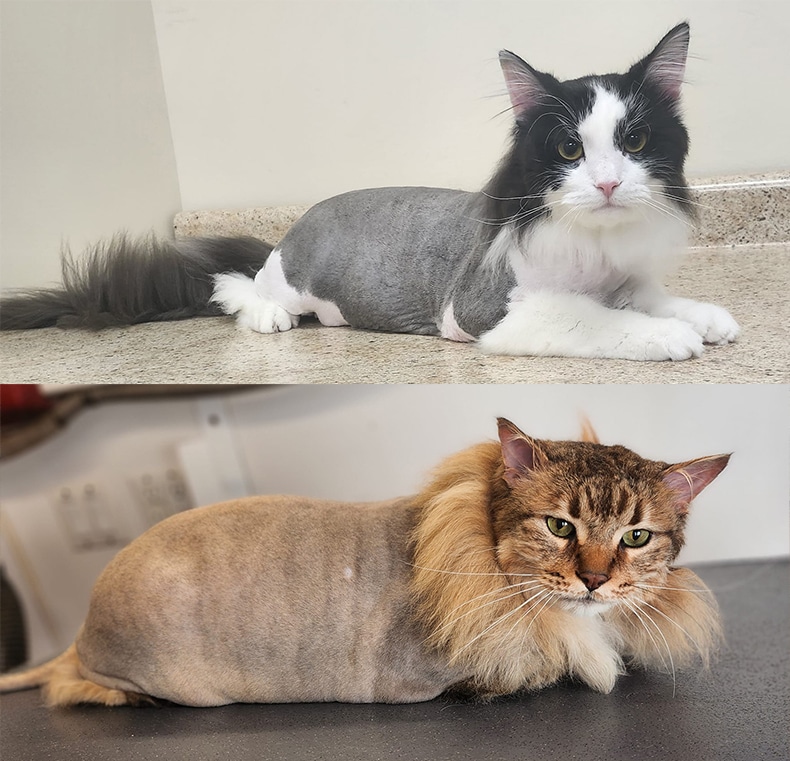 lion cut cat grooming complete package