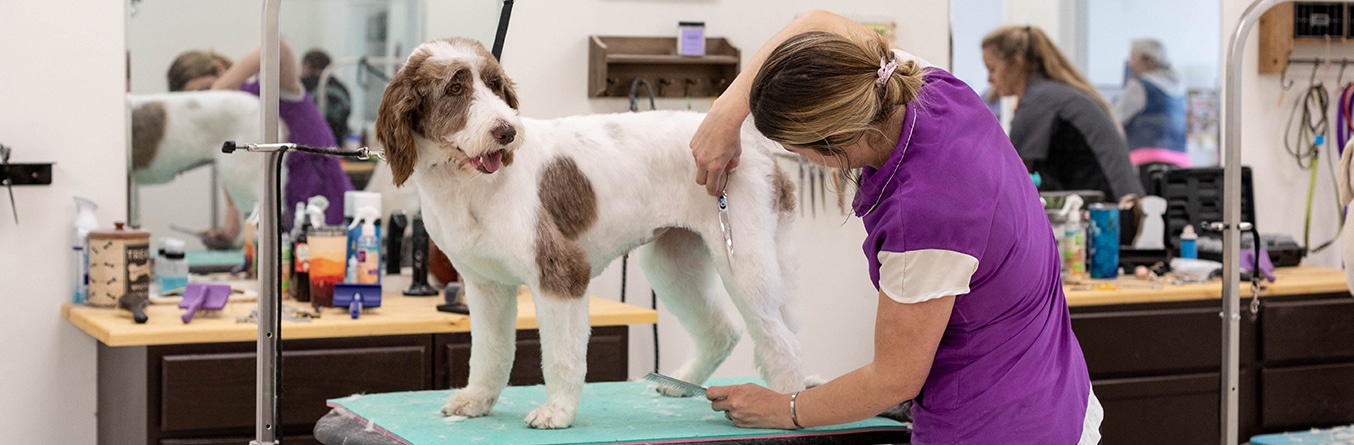 dog grooming courses in indiana, learn how to become a dog groomer