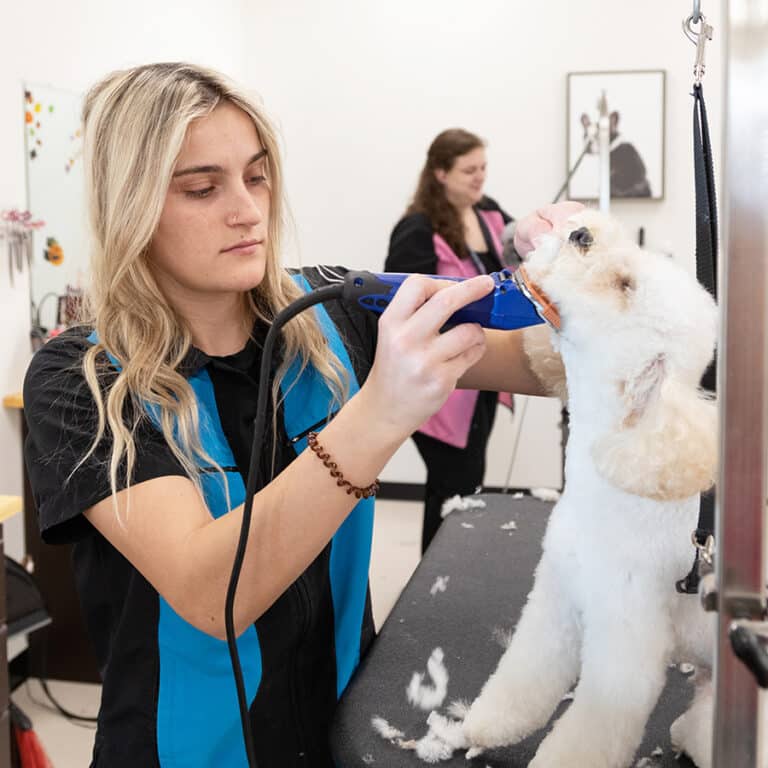 pet grooming courses Smoochie Pooch dog grooming salon near me