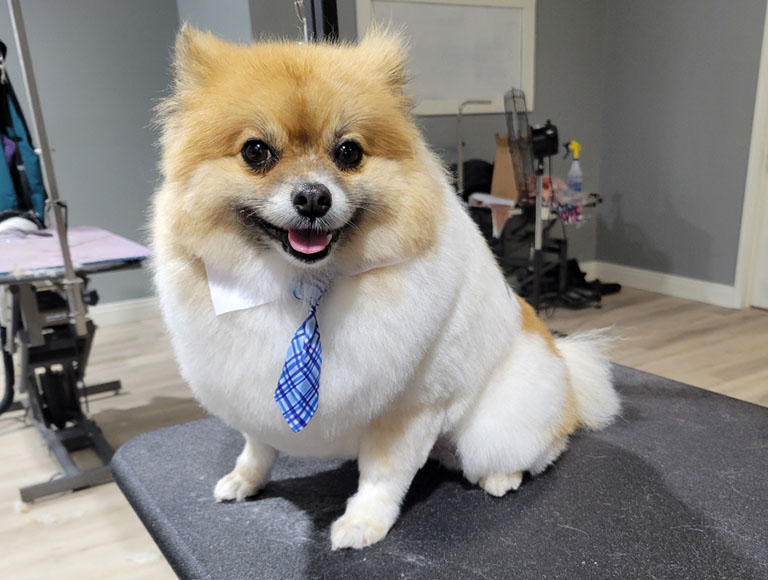 haircut pomeranian, smoochie website, dog grooming facts