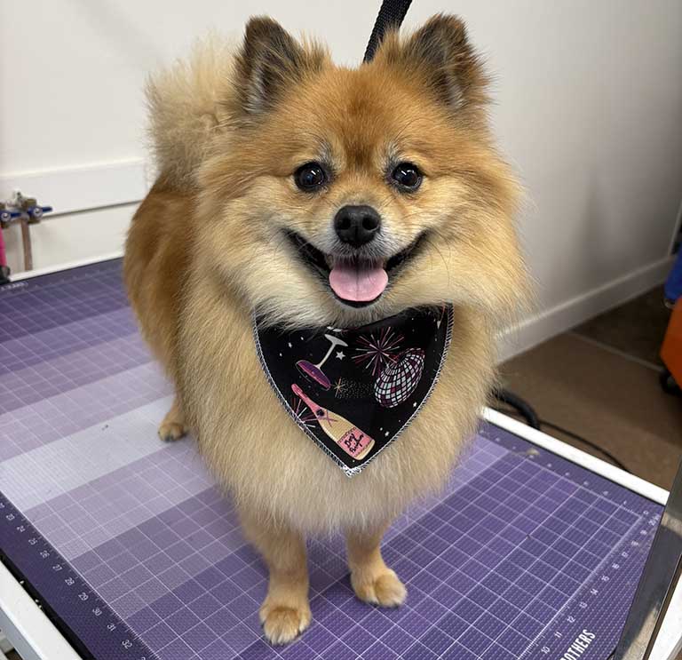 pomeranian haircut, smooch pooch, cat bath near me