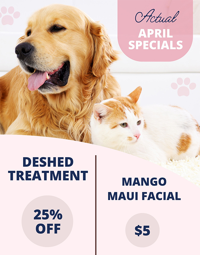 april cat and dog grooming specials