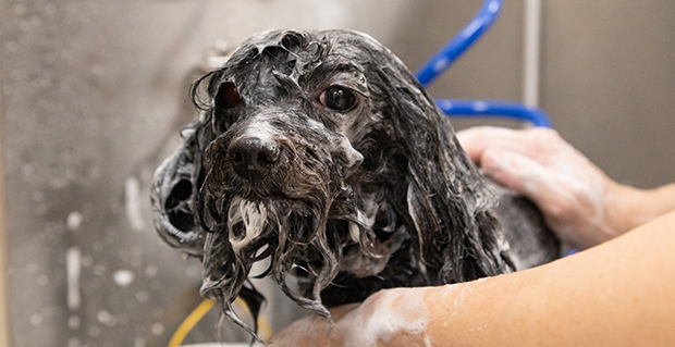 Blueberry facial for dogs, dog grooming service