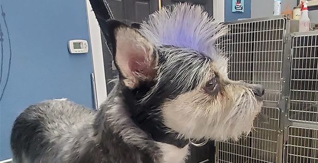 temporary Airbrush color for dogs creative grooming near me
