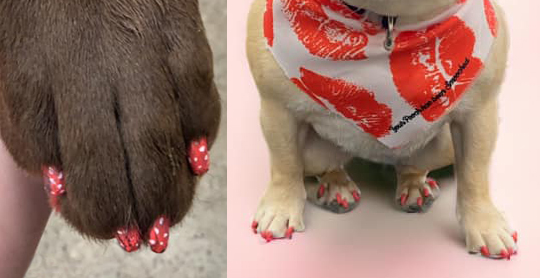 Nail polish for dogs for special occasions at a pet spa