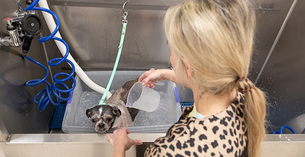 Iv San Bernard Ozone Therapy and Hydro Massage for dogs with skin issues and dogs with allergies