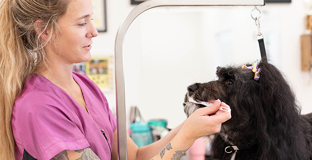 dog teeth brushing services for dogs near me