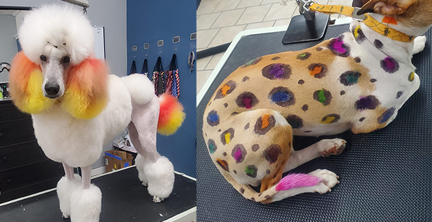 Dog Color dye, dyeing dog hair at a grooming salon near me