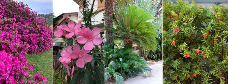 outdoor poisonous plants to pets, dog spa near me, grooming places near me