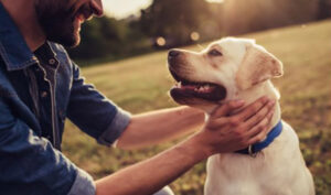 dog and human bonding, mobile grooming, pet grooming, dog grooming places near me