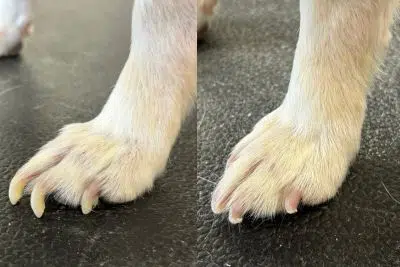 Dog Nail Trimming - before and after trimming dog nails