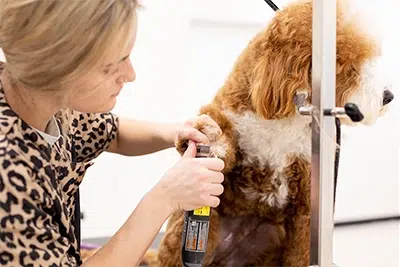 dog nail trim walk-in service at the grooming salon near me