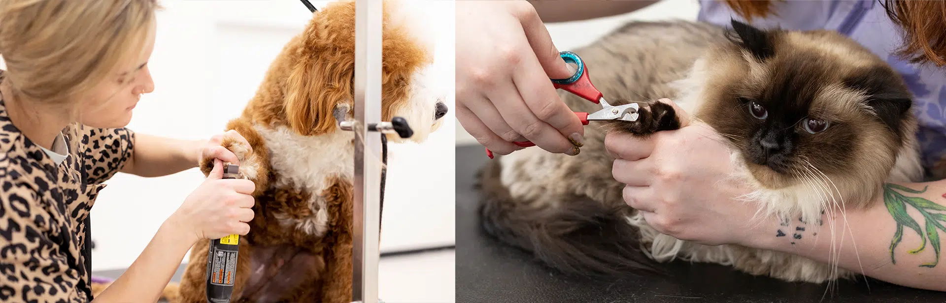 dog and cat nail trim walk-in service at the grooming salon near me