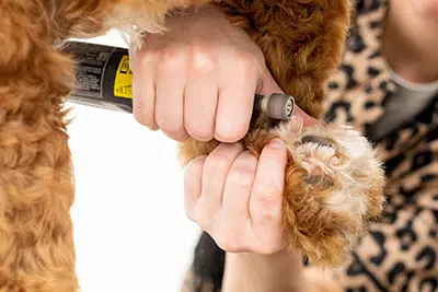 Buffing dog nails with a Dremel to soften the edges and decrease risk of cracking or splitting the nail