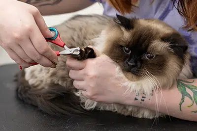 trimming cat nails, where to get my cat's nails trimmed