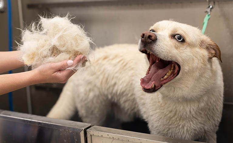 deshed dog during the summer, dog haircut near me, dog nail clipping near me, dog spa