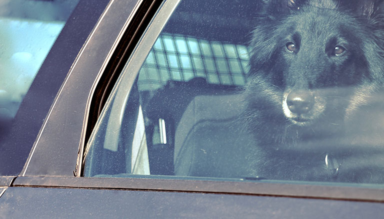 pet stuck in parked car, dog groomers that come to your house, dog grooming, dog haircut