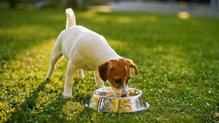 fresh clean water for pets, pet spa, dog groomers lowell indiana