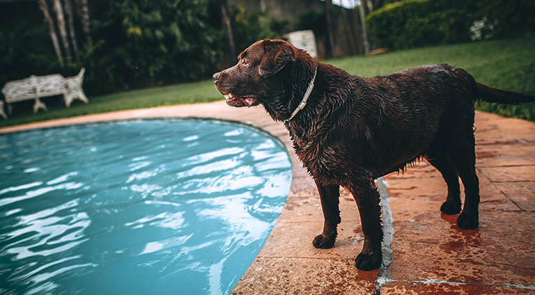 pool safety for dogs, nearby pet grooming, pet bath near me