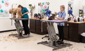 Professional groomers, professional pet groomers near me