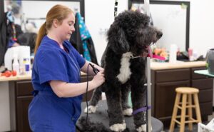 dog getting a popular haircut, local dog groomers, local mobile dog groomers