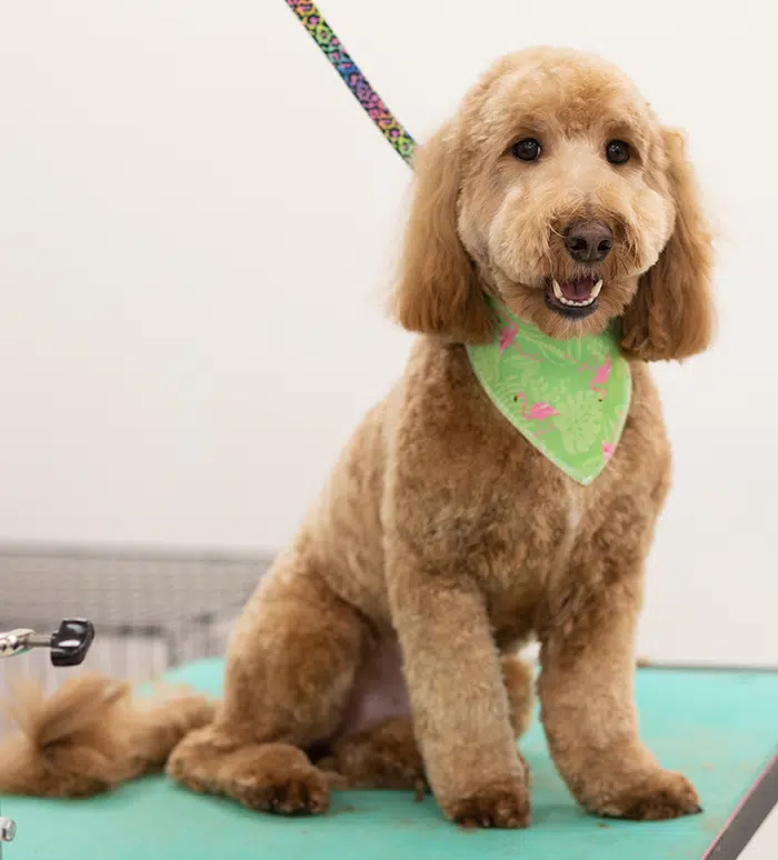 best dog groomers in Fort Wayne