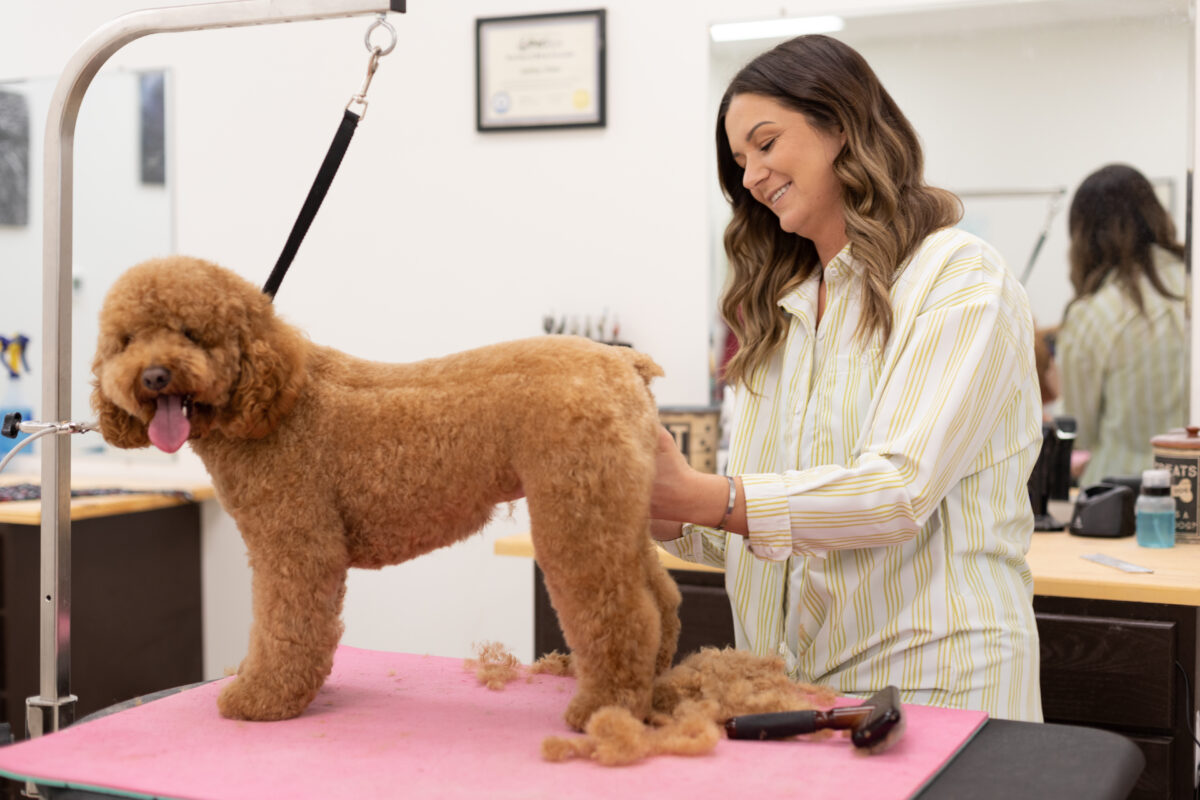 dog groomer grooming a goldendoodle, dog baths