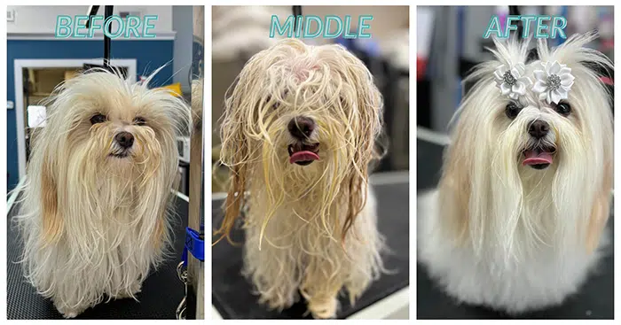 dog grooming near me