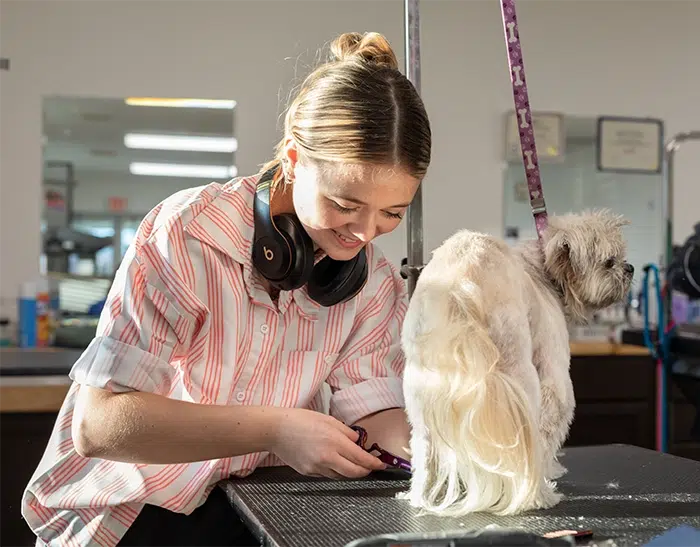 best pet groomer plymouth