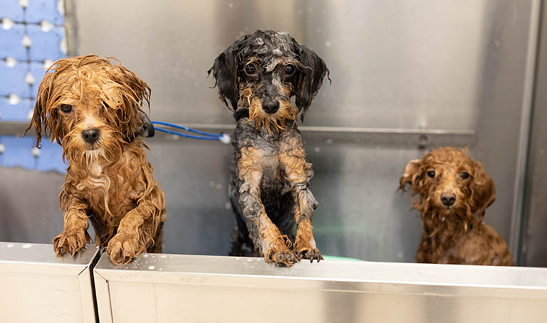 dog bathing, dog grooming portage