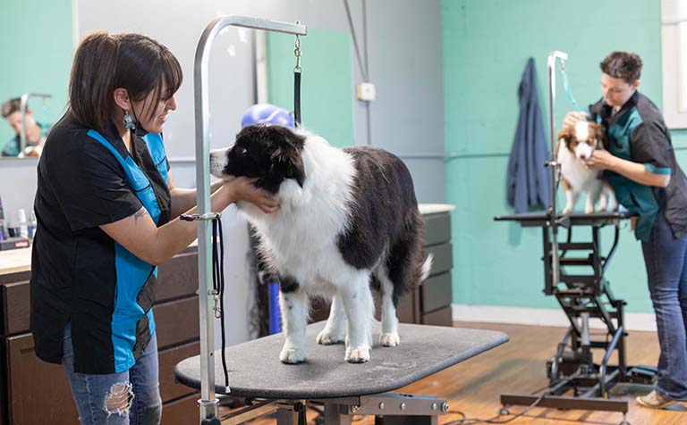 dog grooming cost