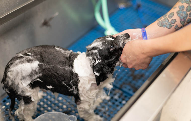 blueberry facial, all about dogs grooming