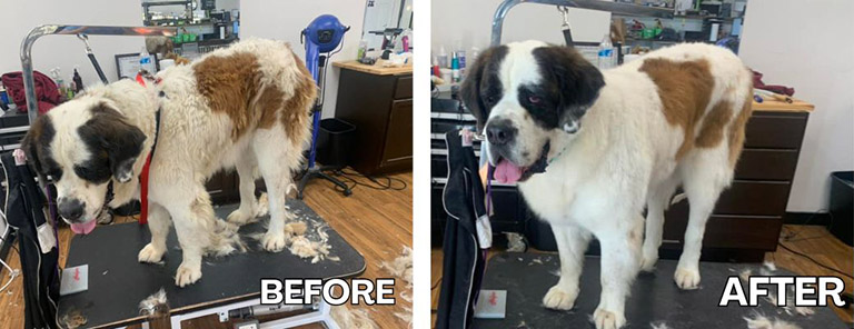 before and after deshed, cat groomers near me