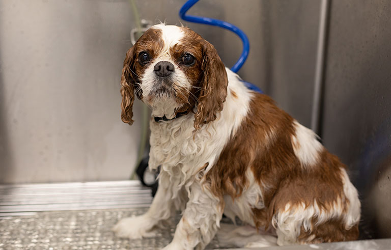 dog in bath, dog spa near me