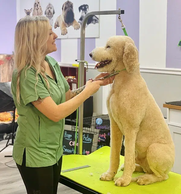 dog groomers near me gainesville