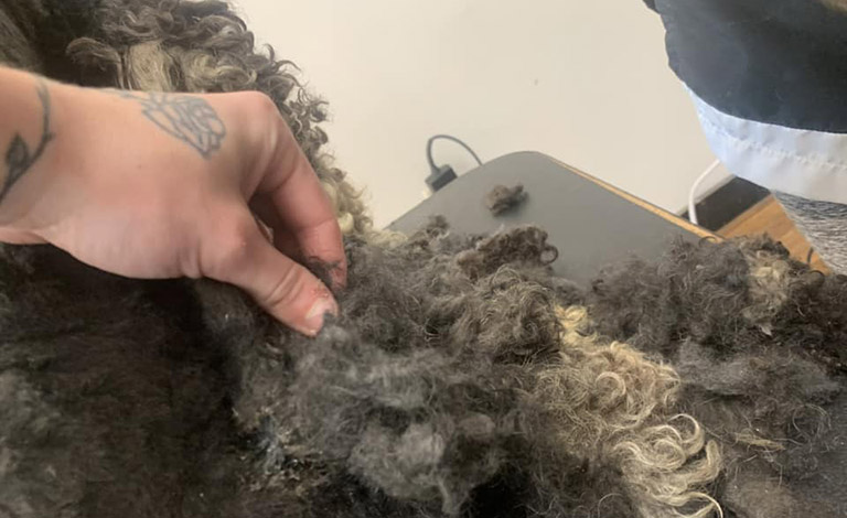 matted fur, local mobile dog groomers, dog groomer near me