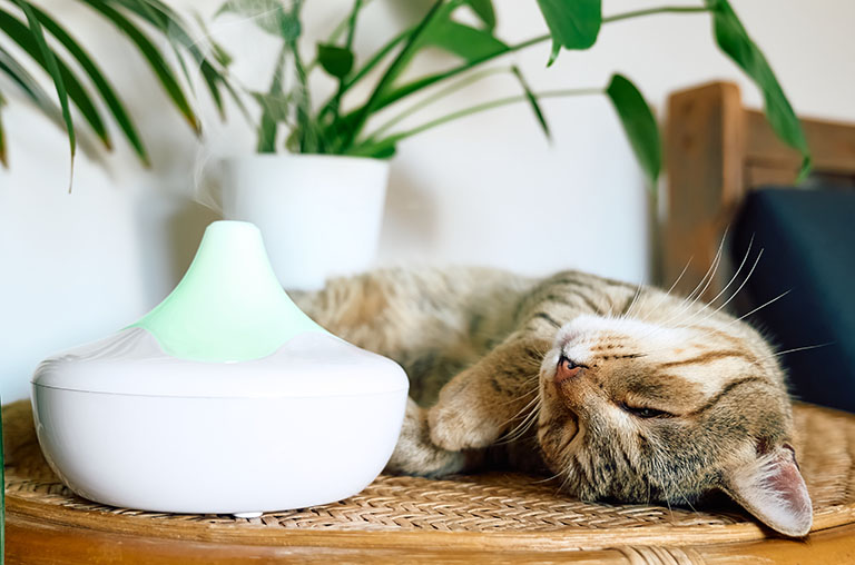 cat calming diffuser, dog grooming facts, grooming near me dog