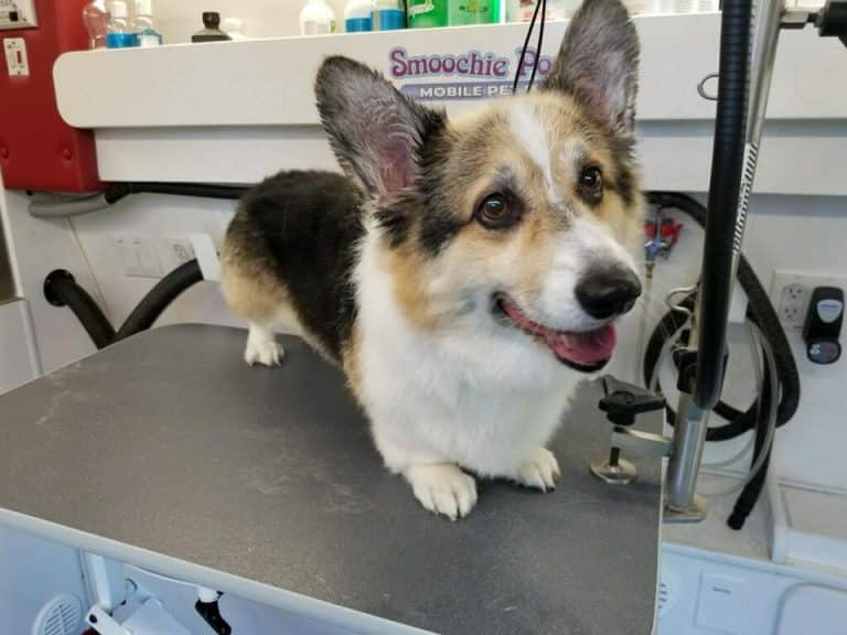 Mobile Pet Grooming Indiana