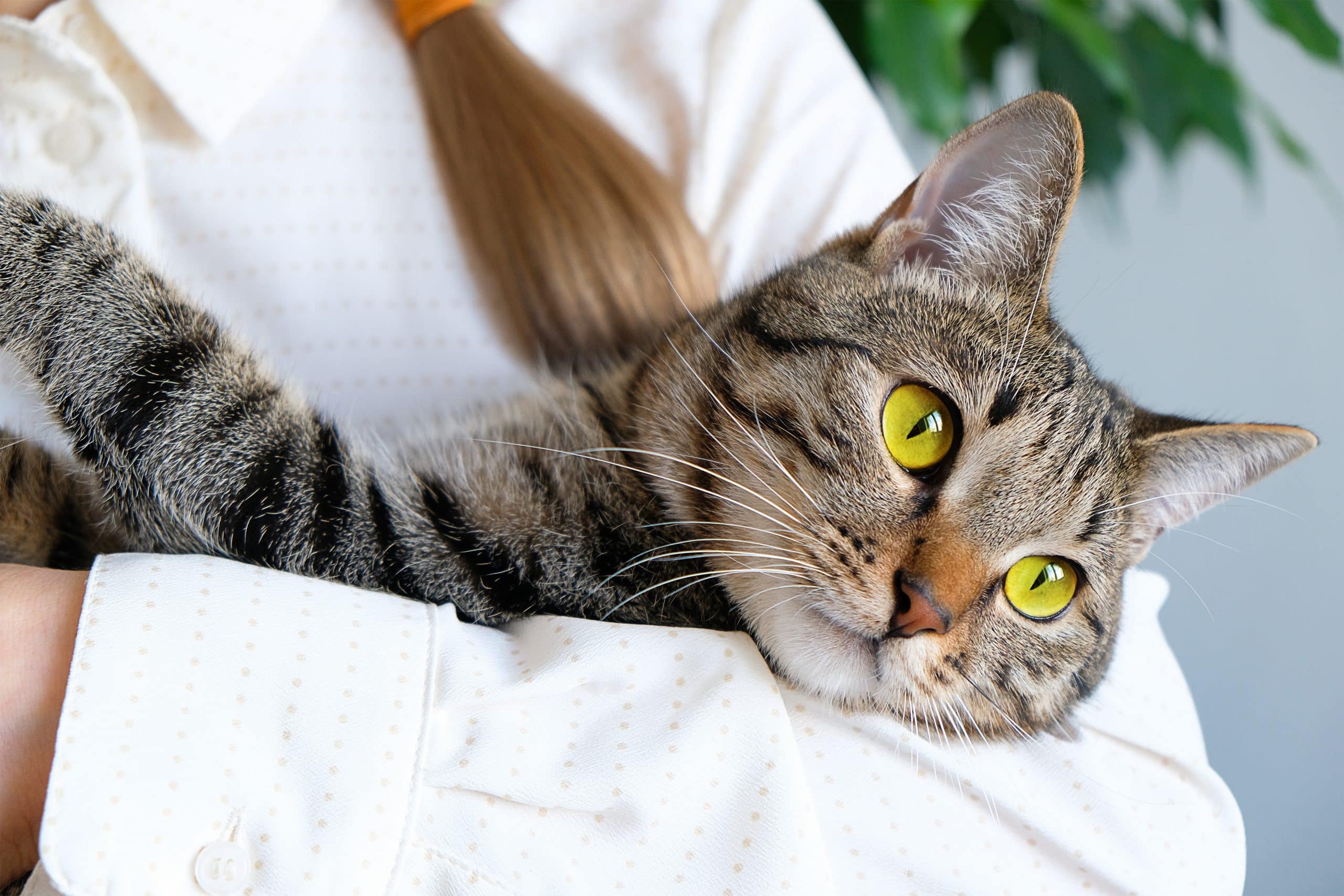 Indiana Cat Grooming