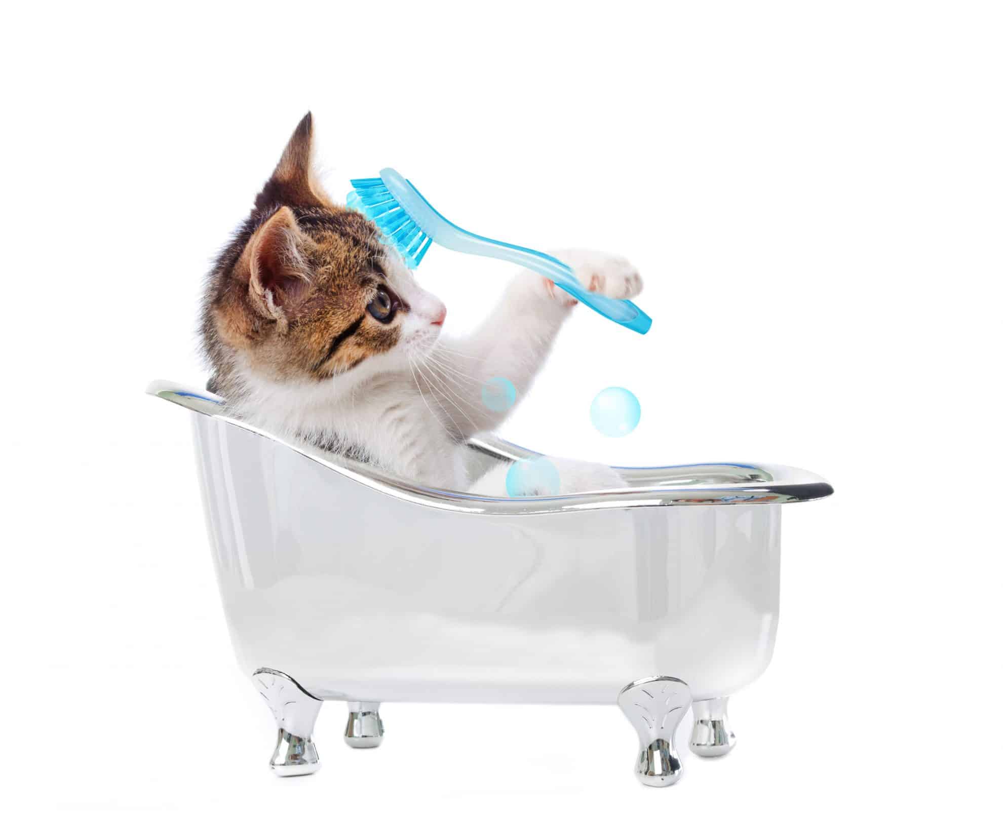 Low Cost Cat Grooming Near Me - 5hwiht1