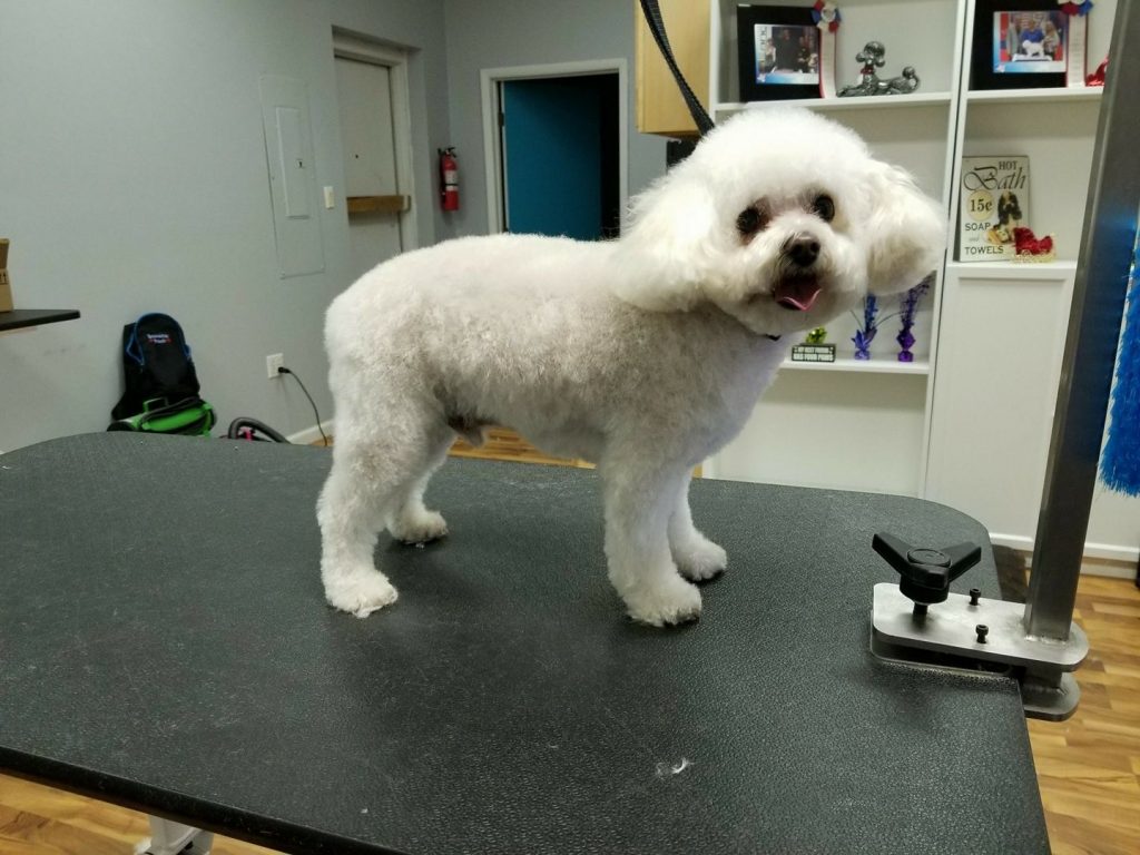 Smoochie Pooch Academy Dog Grooming Courses Pet Groomers