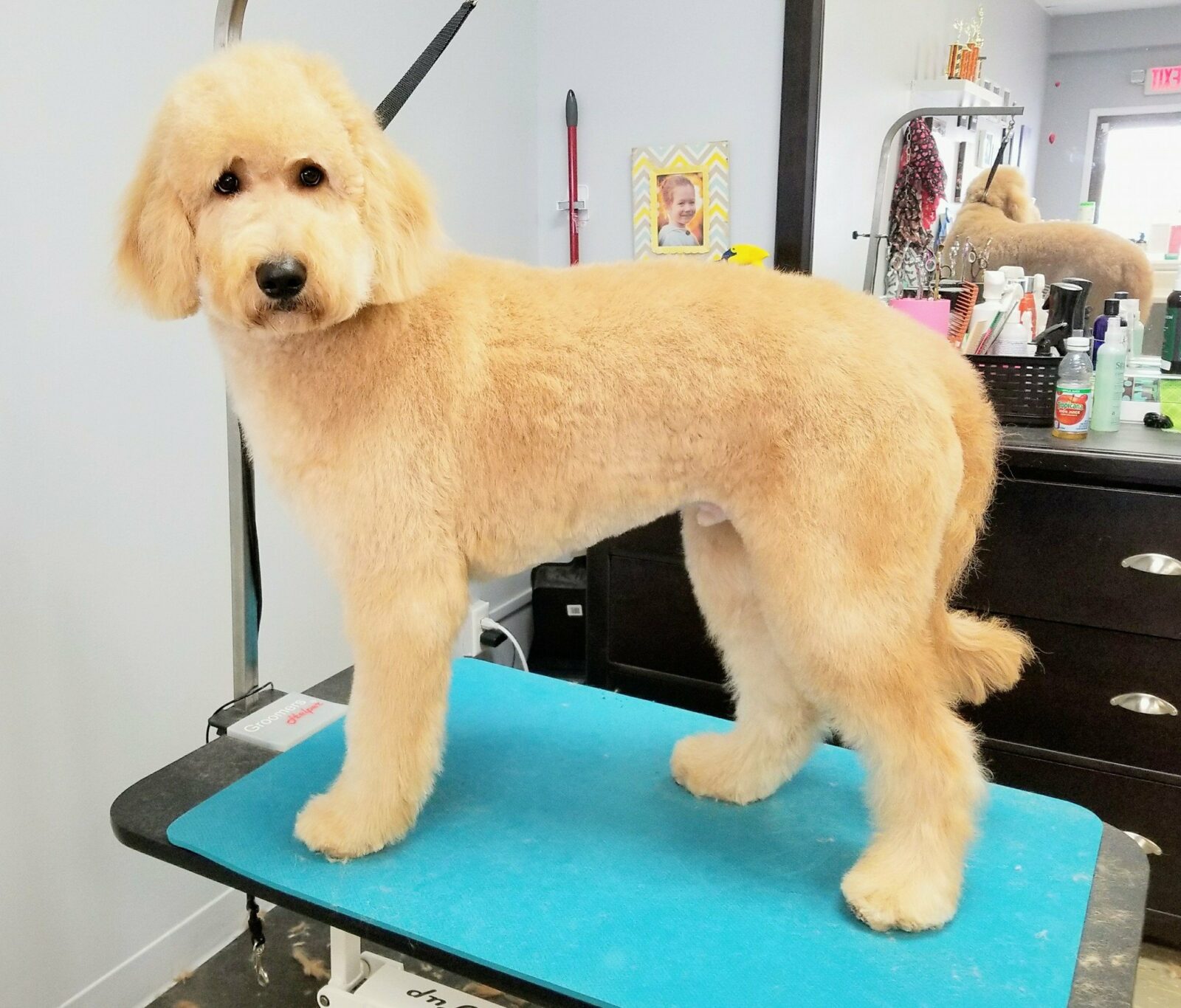 Smoochie Pooch is the Top dog grooming services in Portage