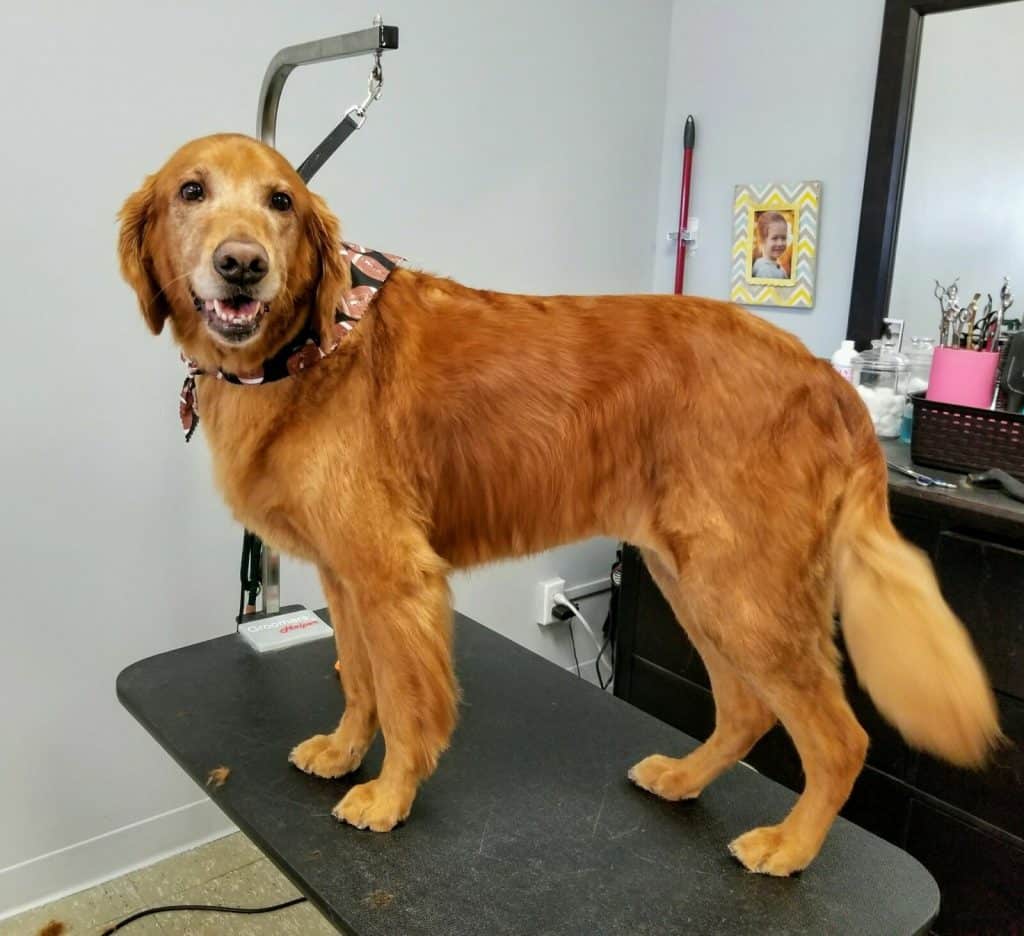 Pet Grooming Fort Wayne