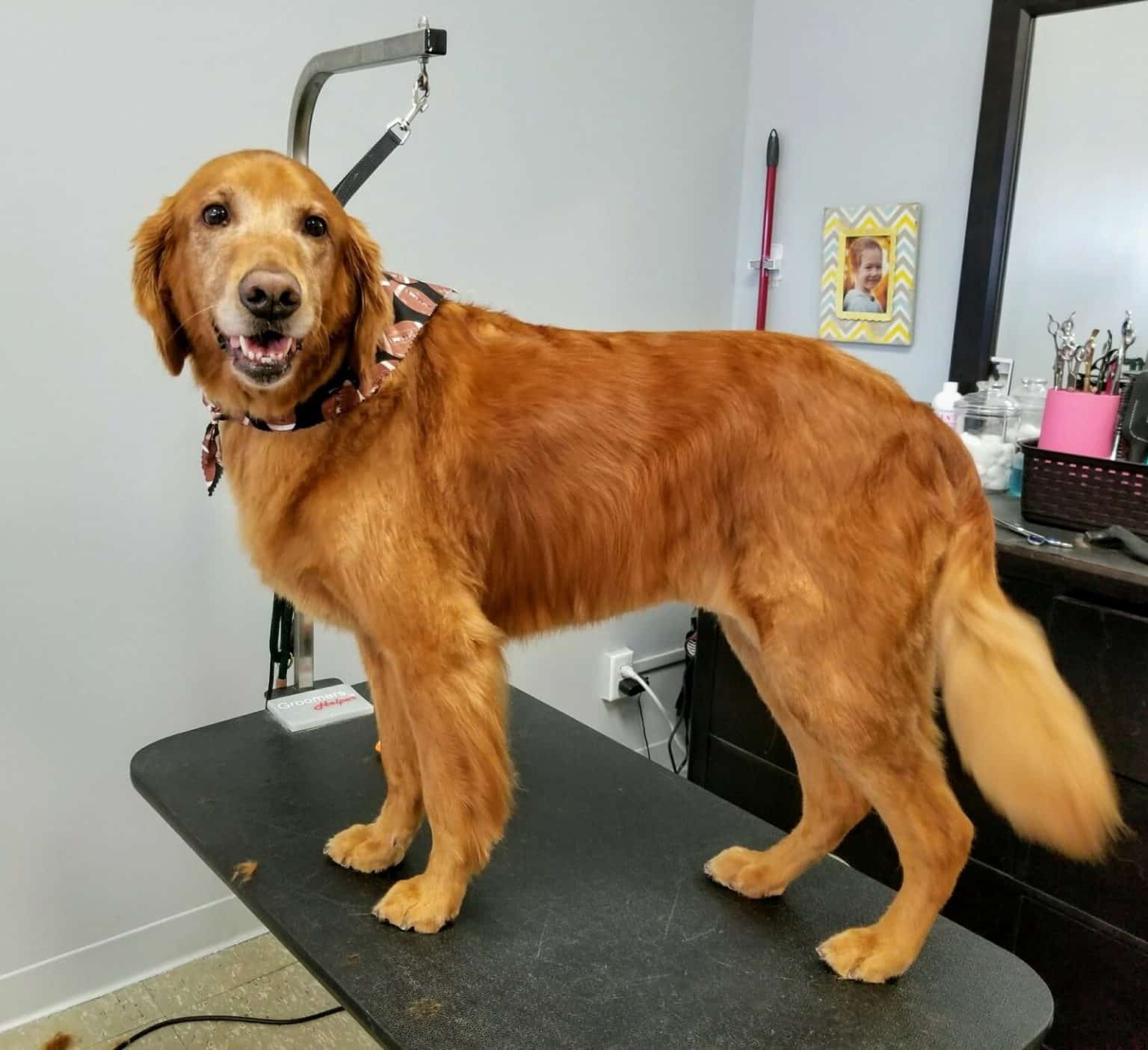 Pet Grooming Fort Wayne
