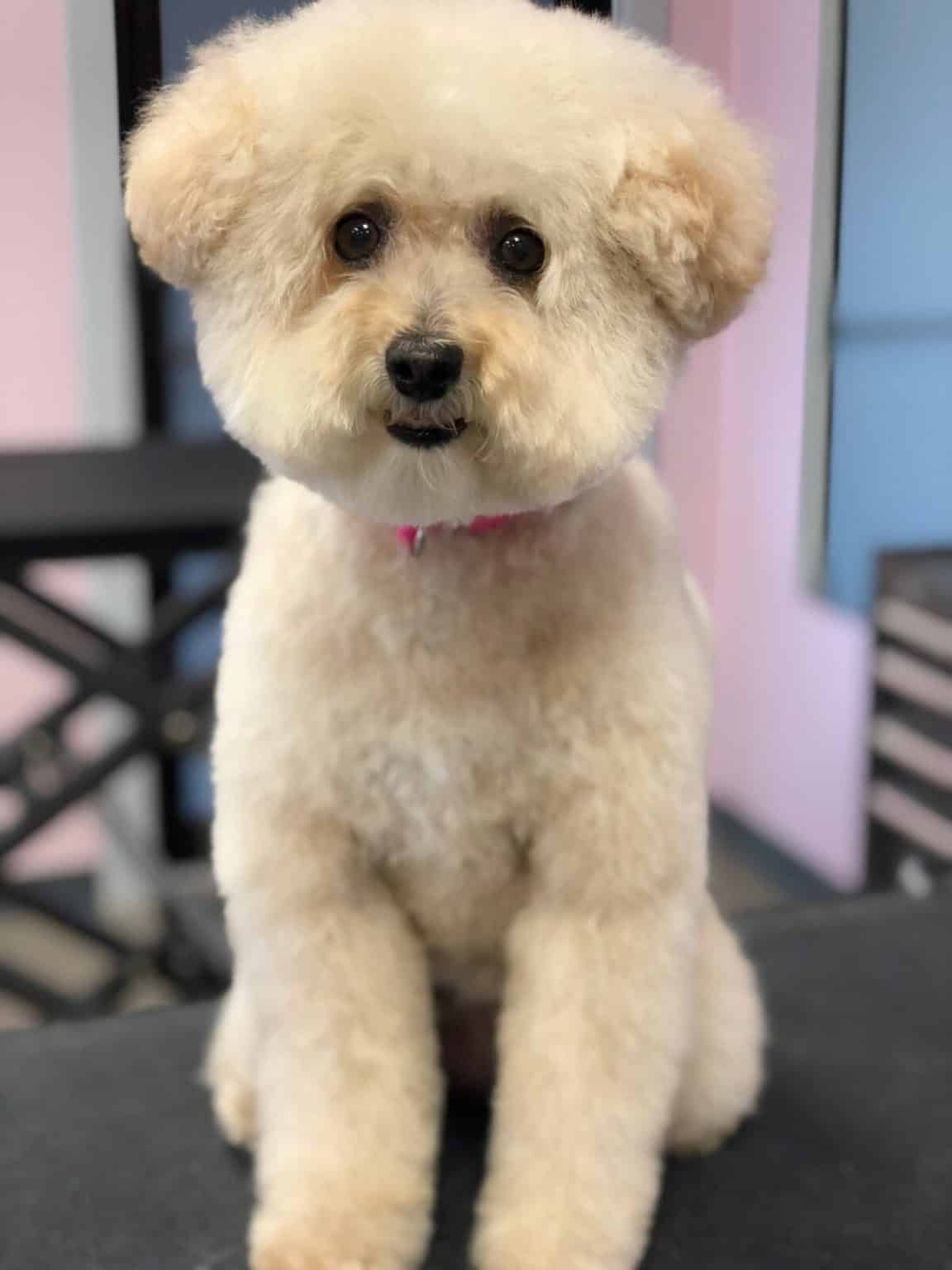 Crown Point Pet Grooming Salon Dog Groomers in Crown Point Indiana SmoochiePooch