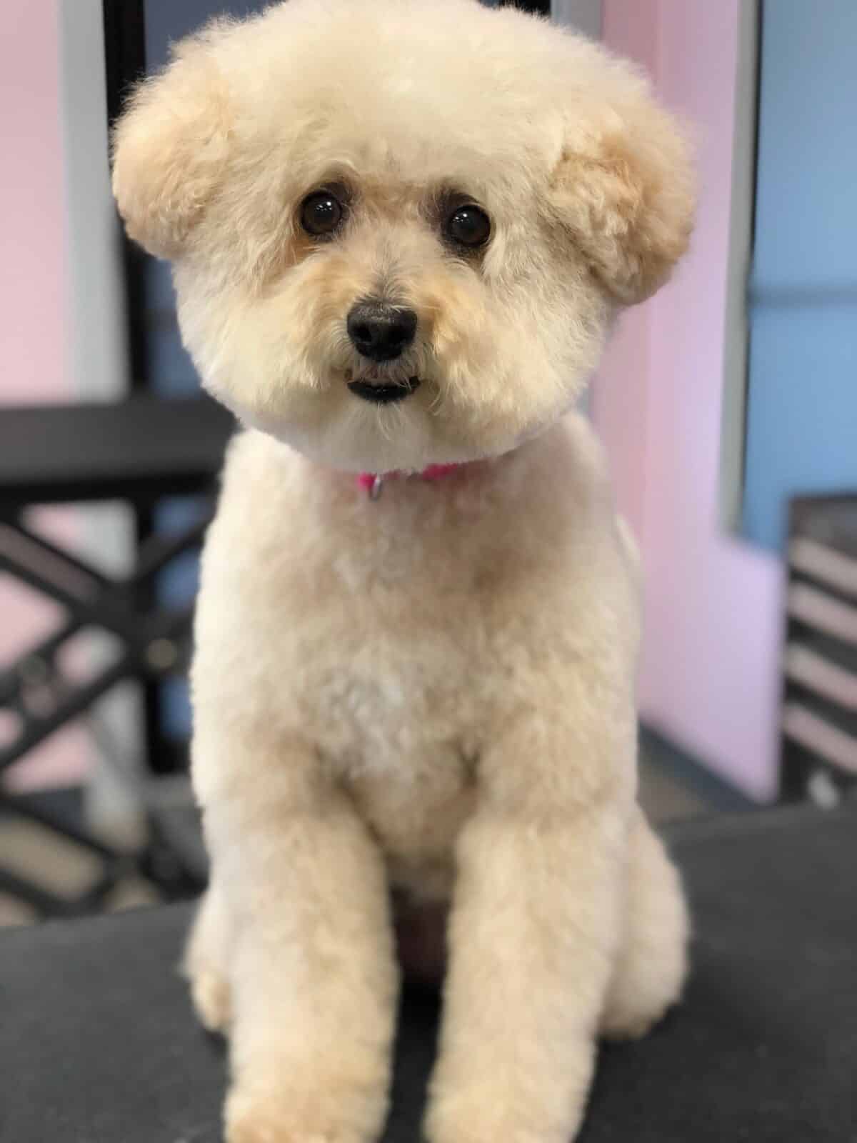 Dog Groomers in Crown Point Indiana