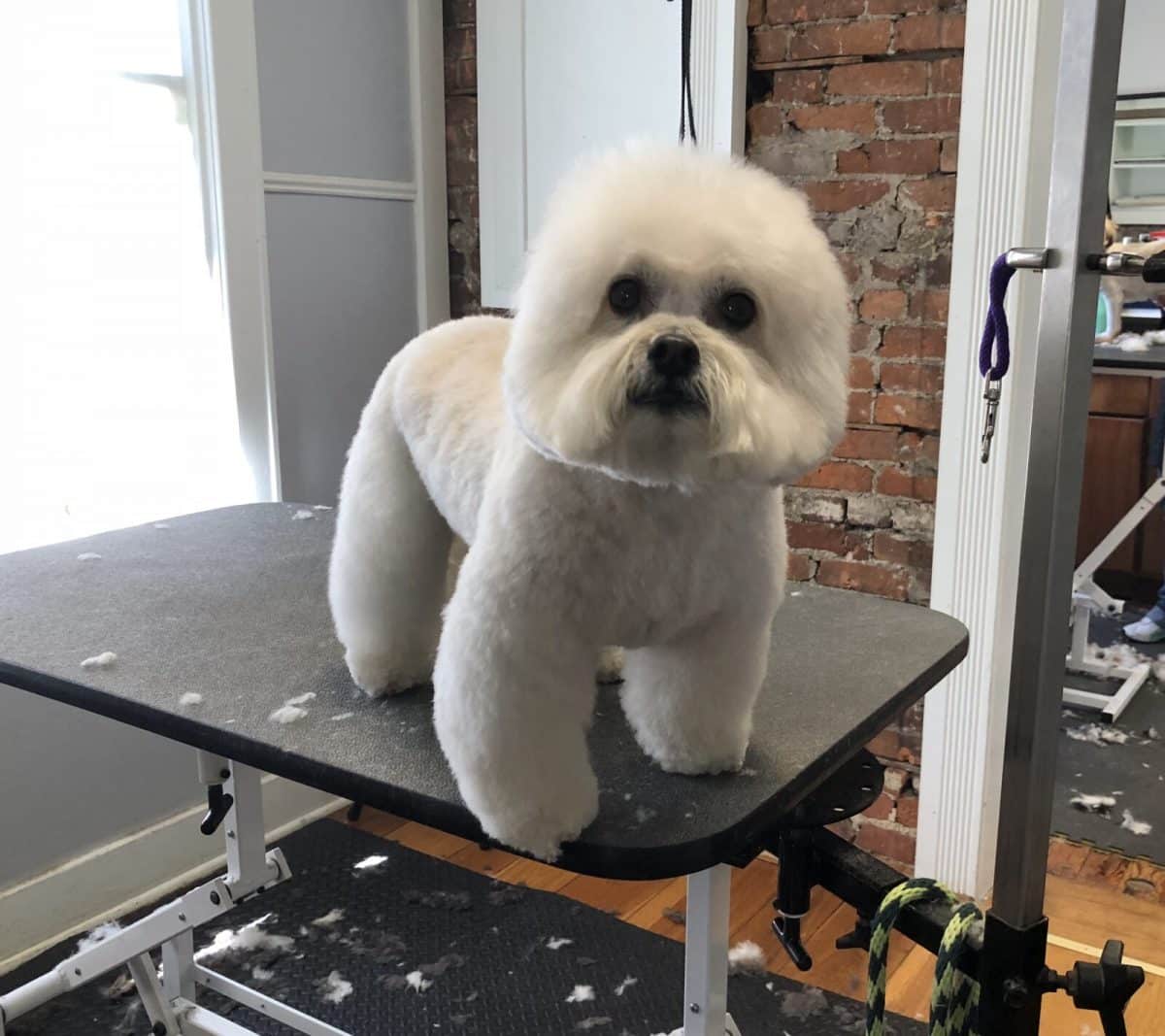 Dog Grooming Services Valparaiso Dog Groomer Valparaiso In Dog Grooming Valparaiso